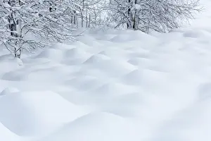 Luik: Birch