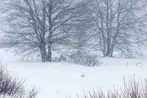 Luik: Birch
