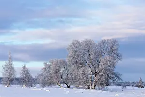 Luik: Birch