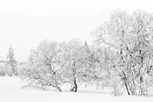 Peat: Birch
