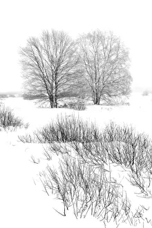 Peat: Birch