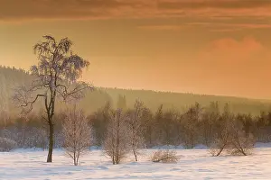 Luik: Birch