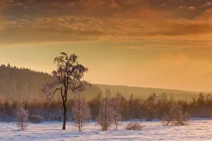 Luik: Birch