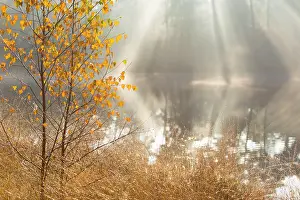 Sunray: Birch