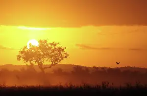 Unidentified: Unidentified bird flying over landscape at sunrise