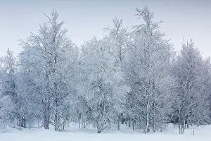 Peat: Birch