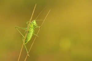 Unidentified: Unidentified Bush Cricket