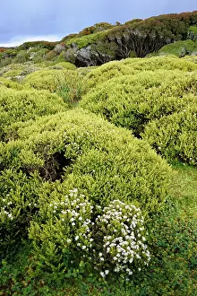Unidentified: Unidentified bushes and forest on a sub-Antarctic island