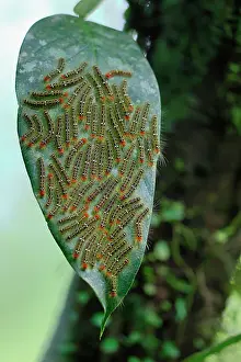 Unidentified: Unidentified caterpillars on a leaf, Costa Rica