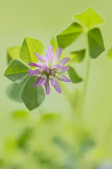 Greece: Unidentified Clover (Trifolium sp) flowering, G