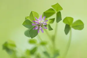 Greece: Unidentified Clover (Trifolium sp) flowering, G