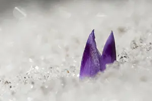 Worms: unidentified Crocus (Crocus sp) emerging from s