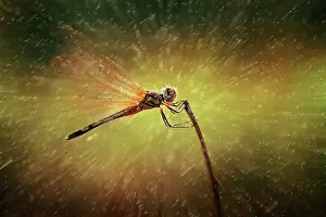 Unidentified: Unidentified Dragonfly on a branch with water drops