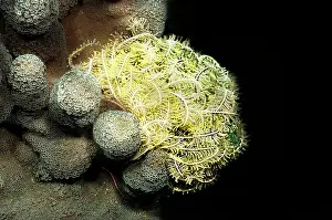 Crinoidea: Unidentified Feather Star (Crinoidea sp) laying on coral