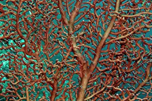 Branching: Unidentified fish living on a branching coral - feeding