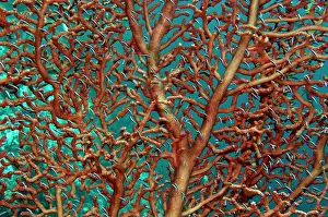 Branching: Unidentified fish living on a branching Gorgoian coral