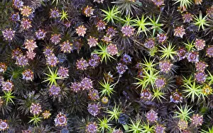 Unidentified: Unidentified flowering moss, seen from above, T