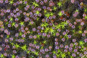 Unidentified: Unidentified flowering moss, seen from above, T