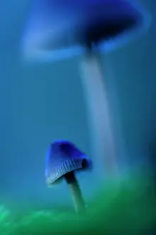 Unidentified: Two unidentified fungi