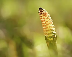 Unidentified: Unidentified Horsetail