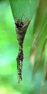 Unidentified: Unidentified hummingbird in its nest, Costa Rica