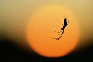 Zanderij: Unidentified Long-jawed Orb Weaver sp. in its web in front o