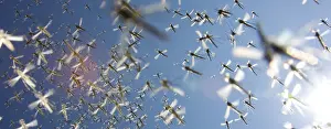 Unidentified: Unidentified Mosquito swarm flying by, The Neth