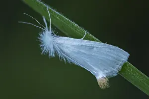 Unidentified: unidentified moth, Tatama National Park, Risaralda, Colombia