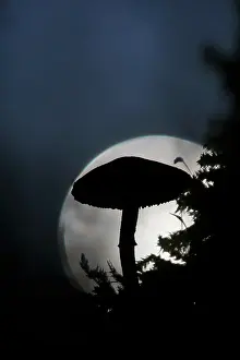 Unidentified: unidentified mushroom silhouetted against a bright light spo
