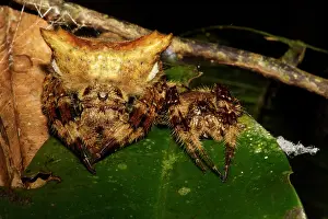 Unidentified: Unidentified Orb-weaver Spider