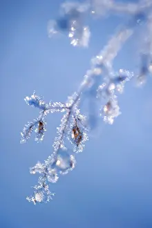Vennen: Unidentified plant covered with ice crystals