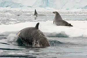 Orcinus: Orca
