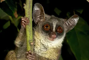 Galago: Unidentified species of forest Galago
