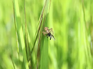 Unidentified: Unidentified spider