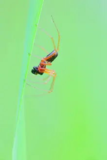 Unidentified: Unidentified Spider