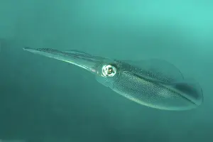 Unidentified: Unidentified Squid swimming