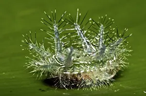 Stinging: Unidentified stinging caterpillar