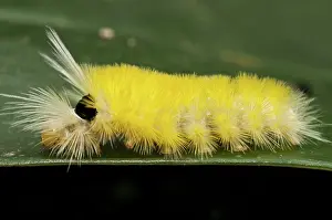 Stinging: Unidentified stinging caterpillar