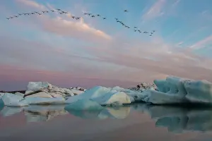 Midnightsun: Unidentified swans flying over Jokulsarlon in Iceland in sum