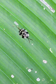 Unidentified: Unidentified tortoise beetle
