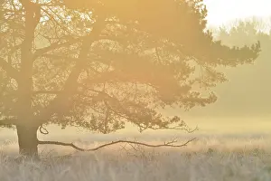 Unidentified: Unidentified tree backlit by the rising sun on a