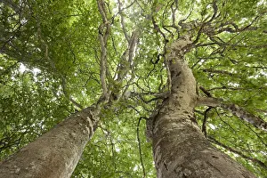 Unidentified: Unidentified Tree (Spermatophytes) against the