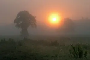 Unidentified: Two unidentified trees in a field backlit by a hazy sunrise