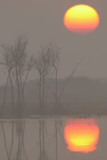 Ezumakeeg: Unidentified trees standing in swamp at sunrise