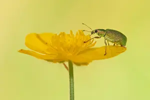 Unidentified: Unidentified Weevil (Phyllobius sp) on Meadow b