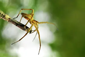 Lycosidae: Unidentified Wolf Spider (Lycosidae sp) walking on a twig