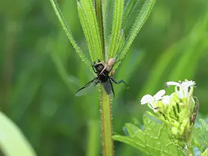 Unidentified: Unidentified young Crabspider eating a Black Marchfly
