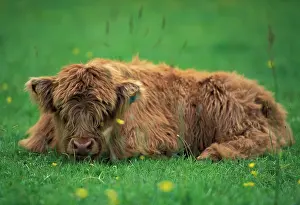 Youth: United Kingdom, Scotland. Highland calf