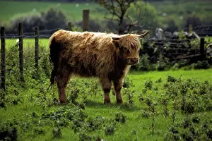 Brindled: United Kingdom, Wales; A Highland Cow at