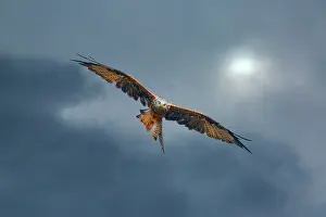 Kite: United Kingdom, Wales. Red kite bird in flight. ic Jim